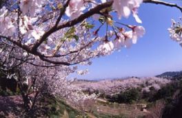 桜と共に見下ろす町並みは格別