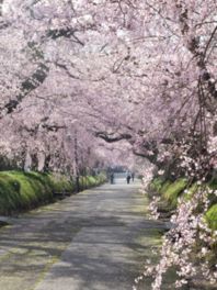 春ならではの桜のトンネルを通り抜けよう