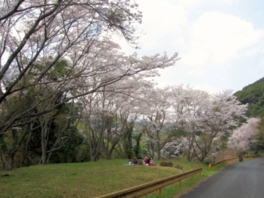 遊歩道を歩きながら美しい桜の風景を鑑賞できる
