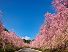 枝垂れ桜のプロムナードは4月中旬が見頃