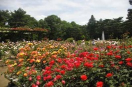 約2000株、290品種のバラが植えられたバラ園