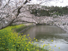 春には園内にある約1000本の桜の木が満開に