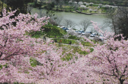 春の散策路では約2200本の桜が鑑賞できる