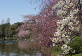 池の畔に咲く桜が風情を感じさせる