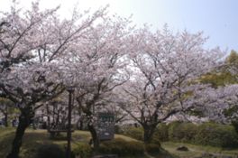 春は桜が満開になり花見客でにぎわう