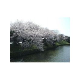 お堀には見事な桜が咲く