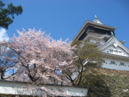 城と桜が並んで映える