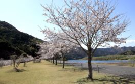 四万十川の清流を背景に咲き誇る満開の桜の景観は見事