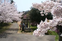 春には桜が園内を彩る