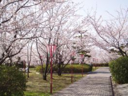 整備された遊歩道を散策しながら桜を楽しめる