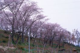 桜の開花シーズンには園内を満開の桜が彩る