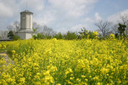 4月中旬から5月初旬に見頃を迎える菜の花