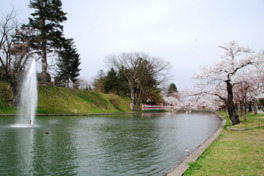 春には堀の水辺に沿って約350本の桜が見頃を迎える