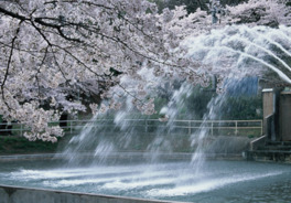 桜の名所でもあり、春には園内で約300本の桜が咲き誇る