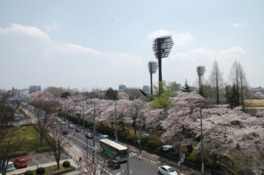 県内でも有数な桜の名所