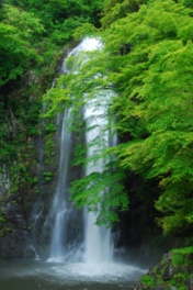 新緑の箕面大滝
