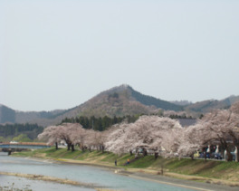 秋田30景にも選定された桜の名所