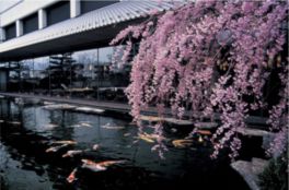 日本庭園も四季折々に変化する作品と言える