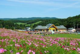 太陽の丘えんがる公園 コスモス園