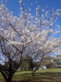 春には桜の花が園内を彩る