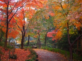 秋には紅葉が遊歩道を埋め尽くす