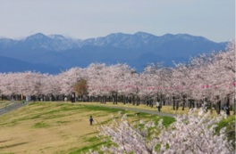 465本のソメイヨシノの桜並木が続く