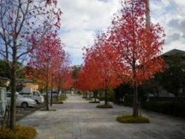 秋には紅葉も美しく四季折々の自然を楽しめる