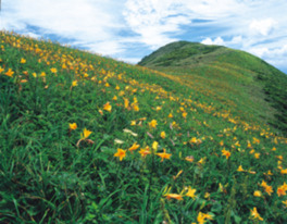 毎年7月中旬頃はニッコウキスゲの花が山肌を彩る
