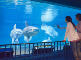 同館一番人気のマンボウ