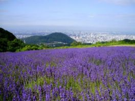 鮮やかなラベンダーの花の向こうに札幌市街が広がる