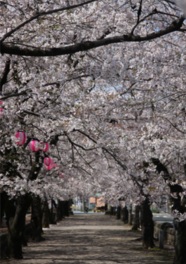満開の桜が薄ピンクに染まるアーチをつくり出す
