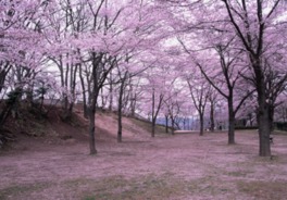桜が咲き誇る春もおすすめ