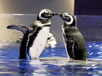 間近で見られるペンギンが可愛らしい
