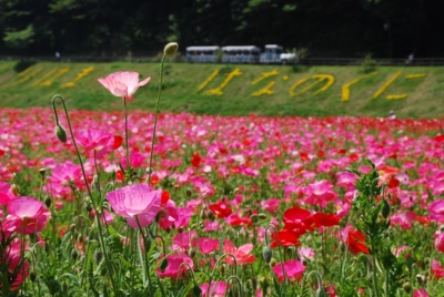 春秋それぞれ100万本が開花するポピー・コスモス園