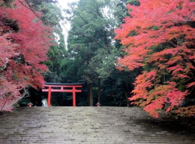 霧島（霧島神宮）の紅葉