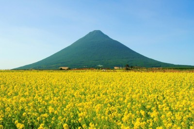 菜の花畑と秀峰・開聞岳