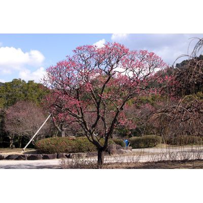 梅の花は多種多様の表情を見せる