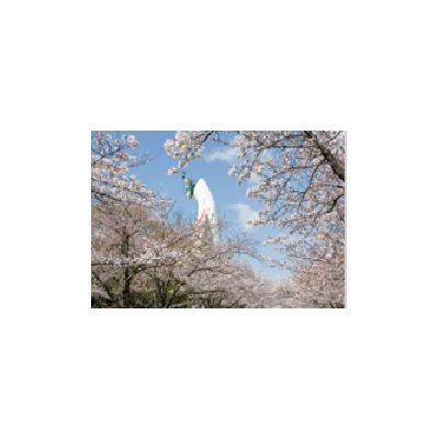 桜並木から見る太陽の塔