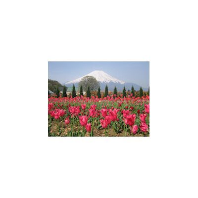 山中湖 花の都公園
