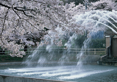 桜の名所でもあり、春には園内で約300本の桜が咲き誇る