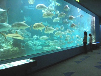 和歌山沖の海中を再現した大水槽