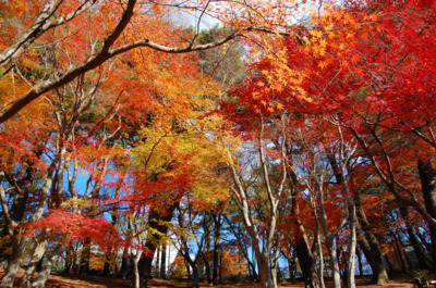修善寺・虹の郷(匠の村・もみじ林)の紅葉