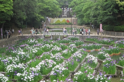 第29回 とばた菖蒲まつり2017