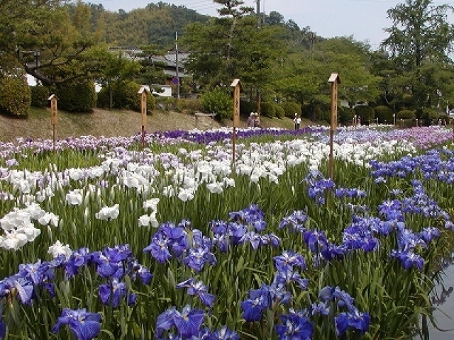 錦帯橋花菖蒲まつり