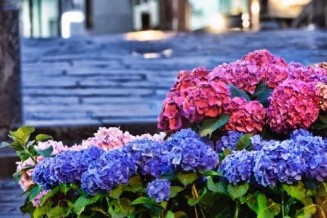 ながさき紫陽花まつり