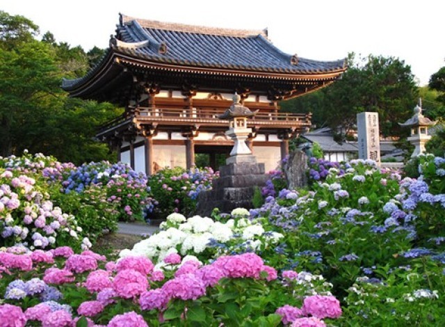 觀音寺 あじさいまつり