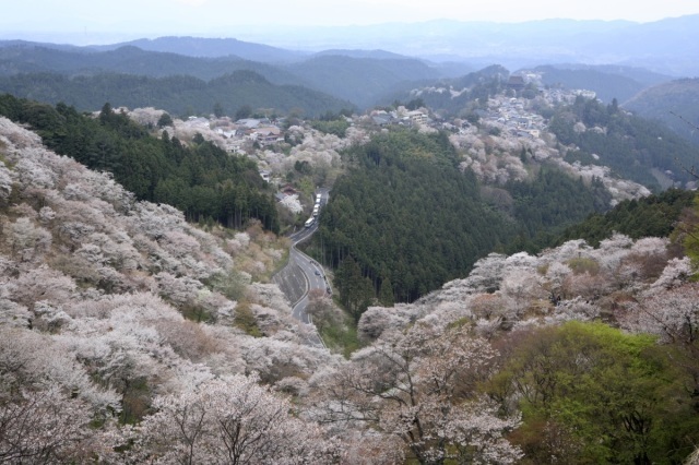 吉野山桜まつり