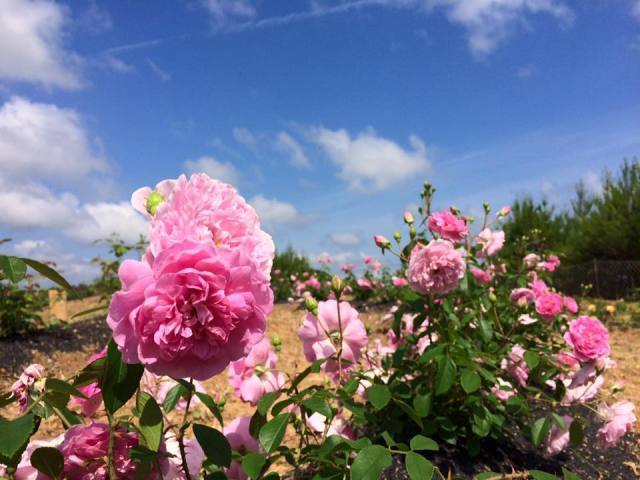 そらの花畑 世羅高原花の森 ローズフェスタ