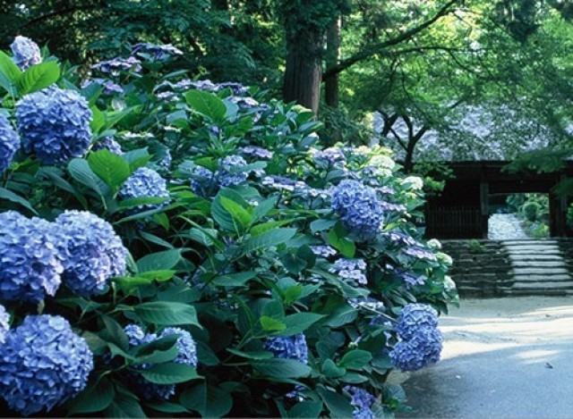 東大寺別院阿弥陀寺 あじさいまつり・花供養