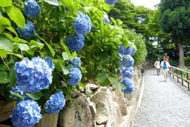 長岡京あじさいまつり